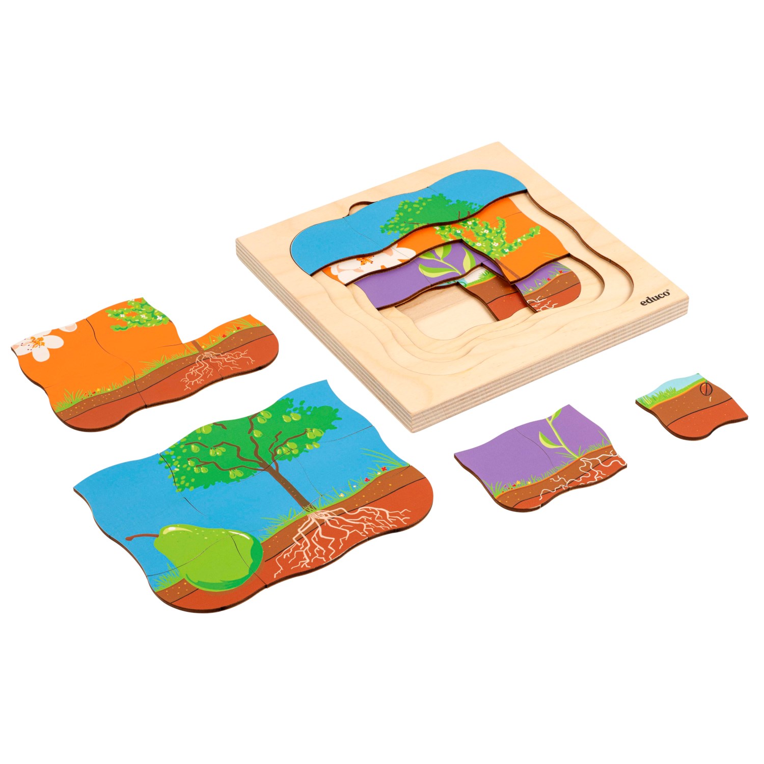 Wachstumspuzzle - Birne kaufen | educo | SpielundLern