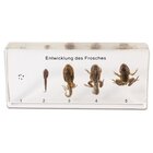 Lebenszyklus des Frosches, 5-6 Jahre