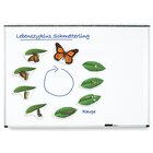 Lebenszyklus Schmetterling, magnetisches Demomaterial, 8-12 Jahre