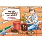 Kamishibai Bildkartenset - Wie die Kartoffel keimt und wchst, 4-8 Jahre