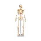 Kleines Skelett auf Stativ, ohne Sockel 80 cm hoch, 6-16 Jahre