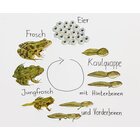 Magnetischer Lebenszyklus Frosch, 9-teiliges Tafelmaterial, ab 6 Jahre
