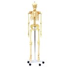 Menschliches Skelett, anatomisches Modell in Lebensgre, ab 7 Jahre