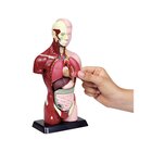 Schlertorso, 27 cm Hhe, anatomisches Modell, ab 6 Jahre