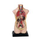 Torso verkleinert, H�he ca. 48 cm, anatomisches Lernmodell, ab 8 Jahre