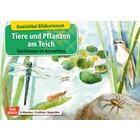 Kamishibai-Bildkartenset - Tiere und Pflanzen am Teich, 6 bis 12 Jahre