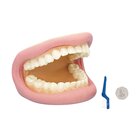 Zahnmodell mit Zubehör