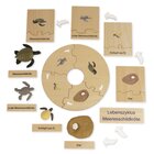 TimeTEX Lebenszyklus einer Schildkr�te, Lernspiel in Holzbox