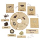 TimeTEX Lebenszyklus einer Spinne, Lernspiel in Holzbox