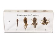 Lebenszyklus des Frosches, 5-6 Jahre