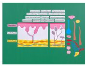 Die Haut - magnetisches Tafelmaterial