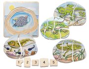 Lagenpuzzle von der Kaulquappe zum Frosch, 4-7 Jahre