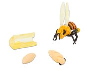 Lebenszyklus-Figuren: Honigbiene, 4-12 Jahre