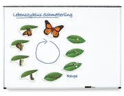 Lebenszyklus Schmetterling, magnetisches Demomaterial, 8-12 Jahre