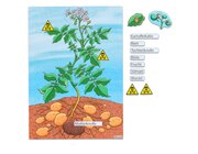 Die Kartoffelpflanze, magnetisches Tafelbild, 6-11 Jahre