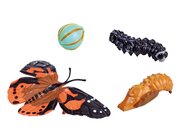 Von der Larve zum Schmetterling, 4 Lebenszyklus-Figuren, 6-12 Jahre