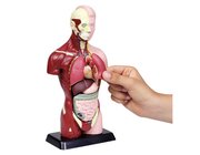 Sch�lertorso, 27 cm H�he, anatomisches Modell, ab 6 Jahre