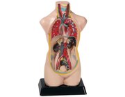 Torso verkleinert, Hhe ca. 48 cm, anatomisches Lernmodell, ab 8 Jahre