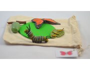 DIY-Kit Lebenszyklus Schmetterling
