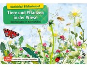 Kamishibai Bildkartenset - Tiere und Pflanzen in der Wiese, 6 bis 12 Jahre