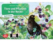 Kamishibai Bildkartenset - Tiere und Pflanzen in der Hecke, 6-10 Jahre