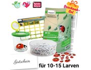 Zuchtset Marienkfer, Gutschein-Set, kompakt, 5 Teile