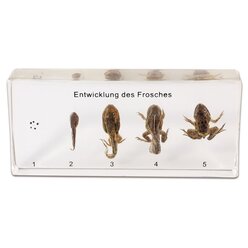 Lebenszyklus des Frosches, 5-6 Jahre