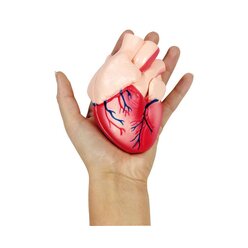 Kleines Herz-Modell