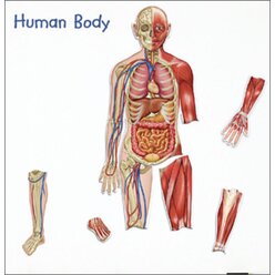 Der menschliche Körper, magnetisches Demomaterial, 3.-4. Klasse