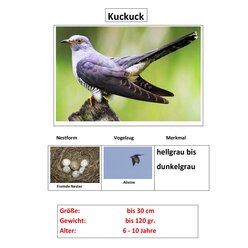 Zugvgel, Magnetset, 24 Teile inkl. Arbeitsbltter