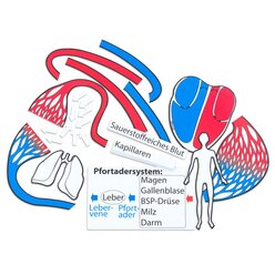 Blutkreislauf, magnetisches Tafelmaterial, ab 6 Jahre