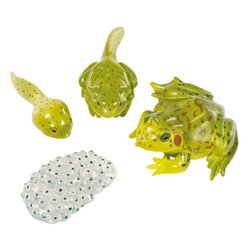 Lebenszyklus Frosch, 4 Kunststoff-Figuren, 4-12 Jahre