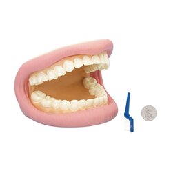 Zahnmodell mit Zubeh�r