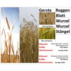 Getreide Zusatz 2er Set in Box