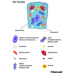 Groe magnetische Tierzelle, magnetisches Tafelmaterial, ab 12 Jahre