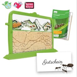 Gutschein-Set Ameisen, 4 Teile