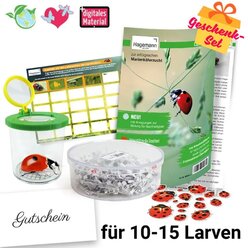 Gutschein-Set Marienkfer, kompakt, 5 Teile