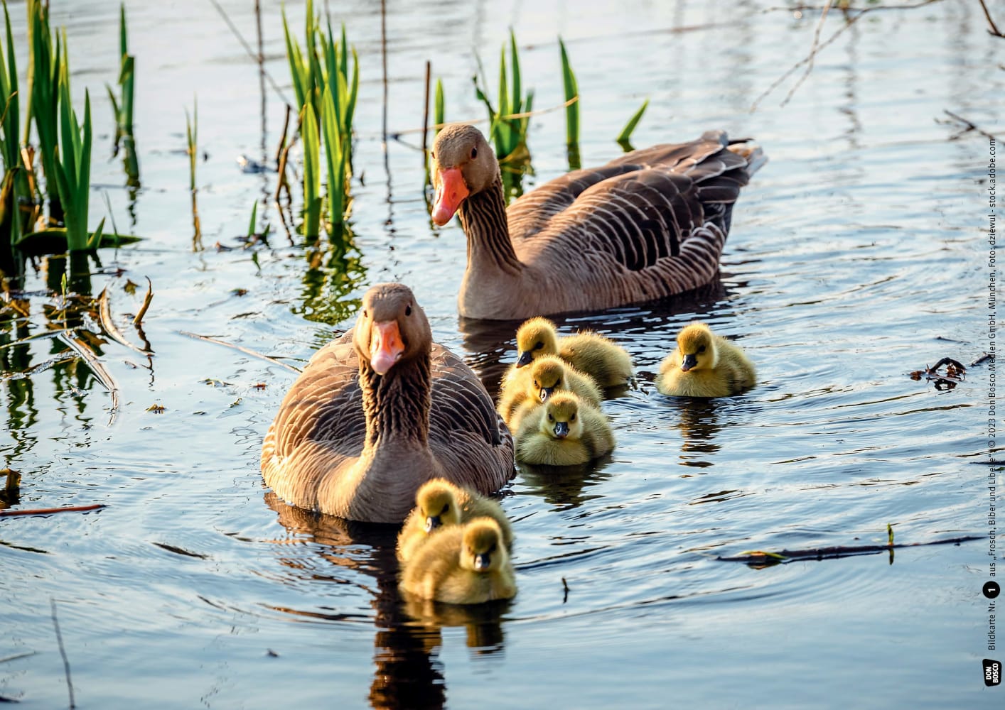 Frosch, Biber und Libelle. Tiere am Wasser. Kamishibai Bildkarten und Memo-Spiel, ab 3 Jahre