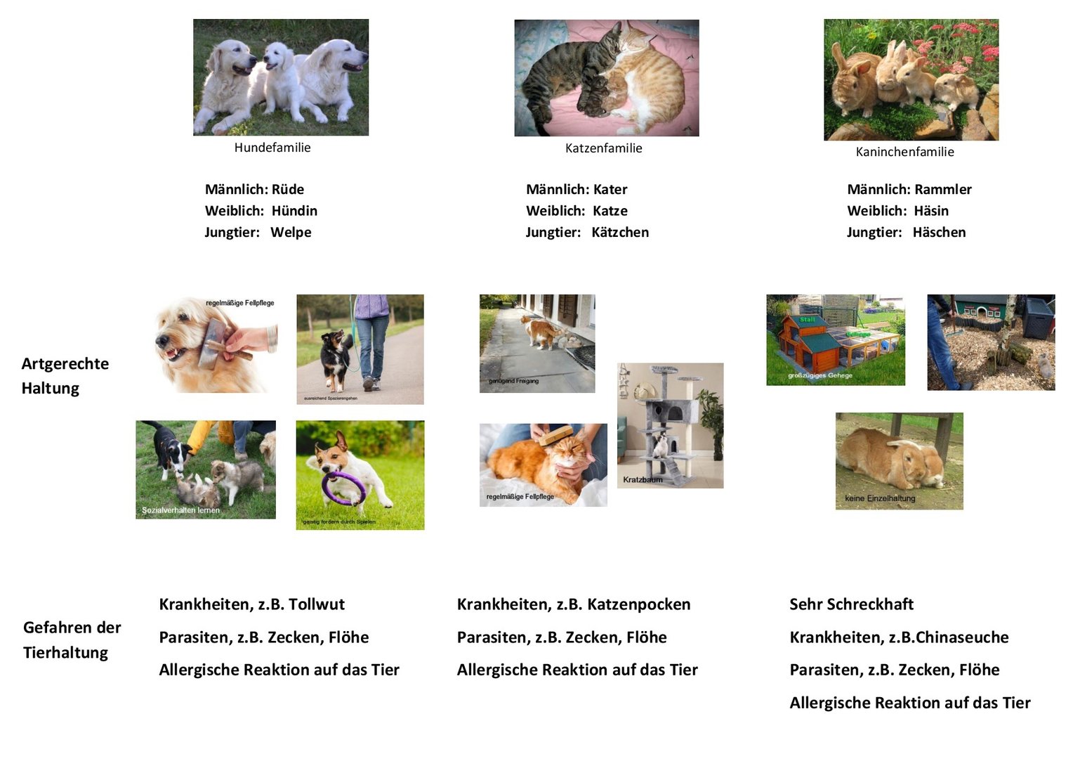 Heimtiere, Magnetkarten