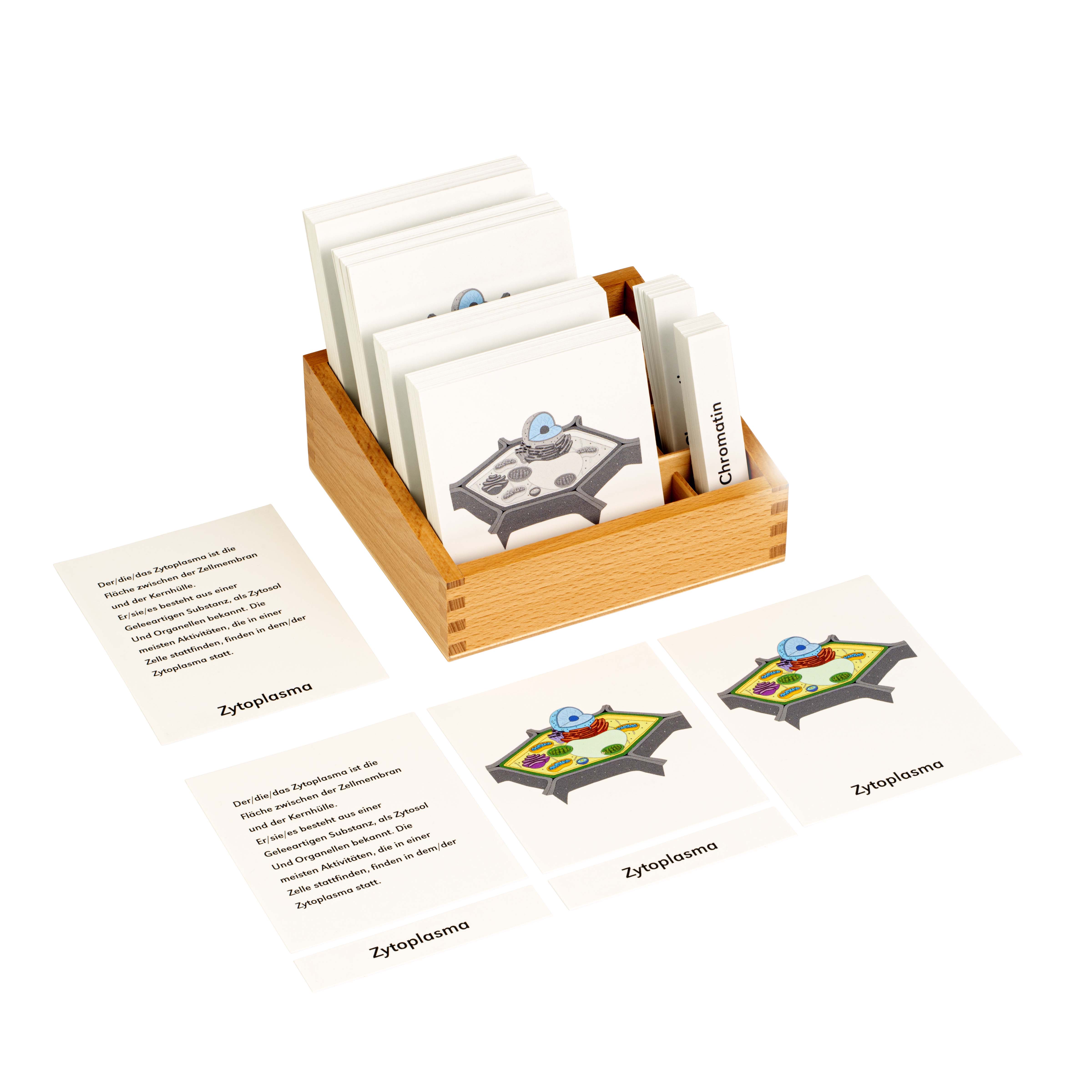 Definitionsmaterial Pflanzenzelle - Montessori Biologie