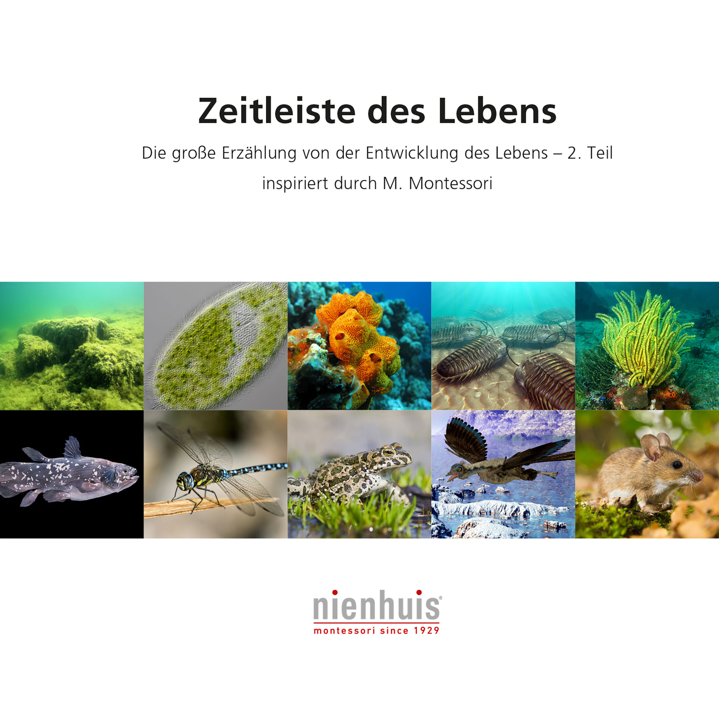 Kosmisches Leseheft: Zeitleiste des Lebens - Montessori