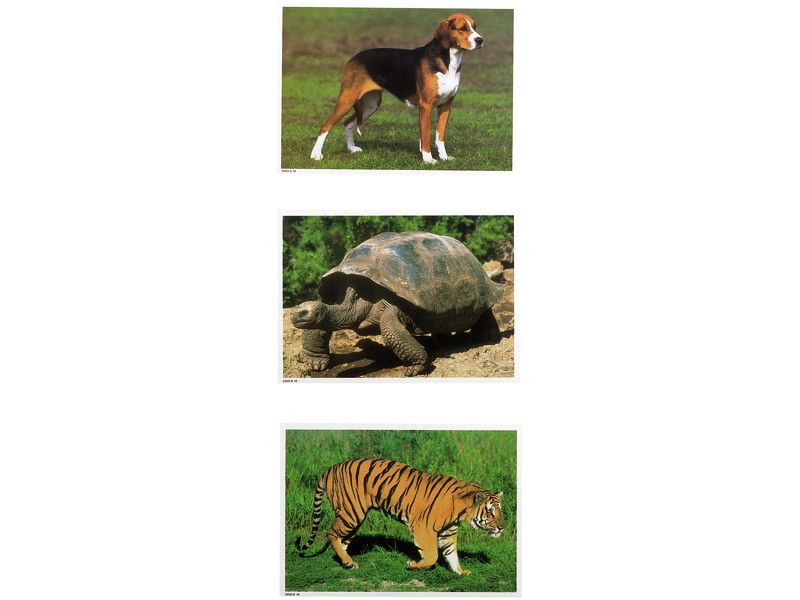 Fotokarten Tiere zur Sprachförderung nach PECS, 50 Karten, ab 3 Jahren