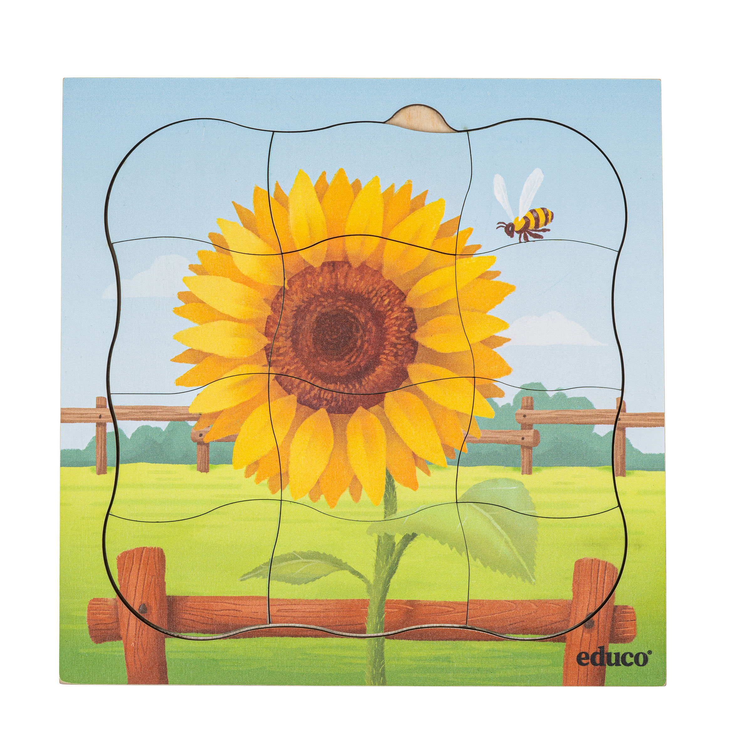 Schichtenpuzzle Sonnenblume wächst – vom Samen zur Blüte
