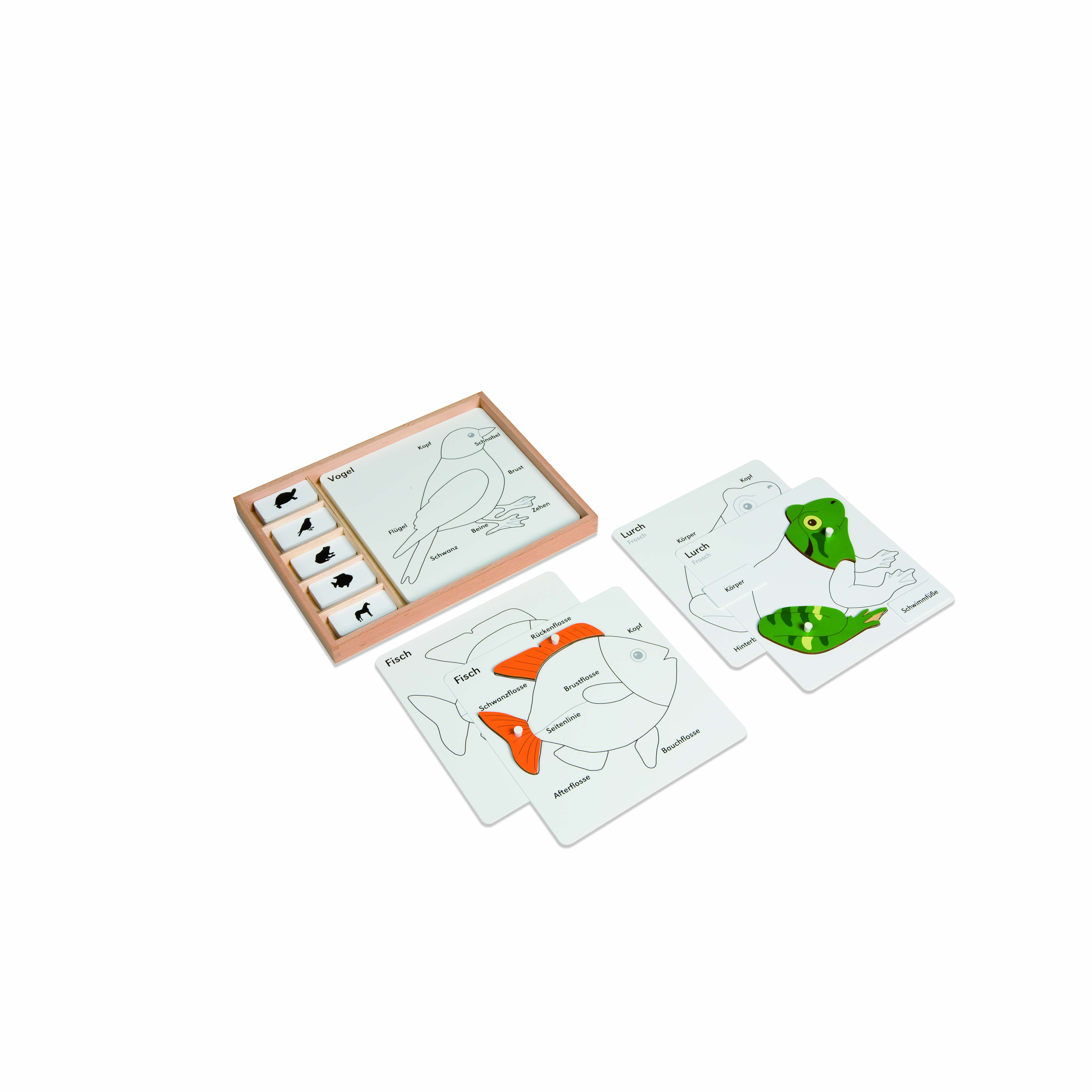 Kontrollkarten für die Tierpuzzles - Montessori Biologie