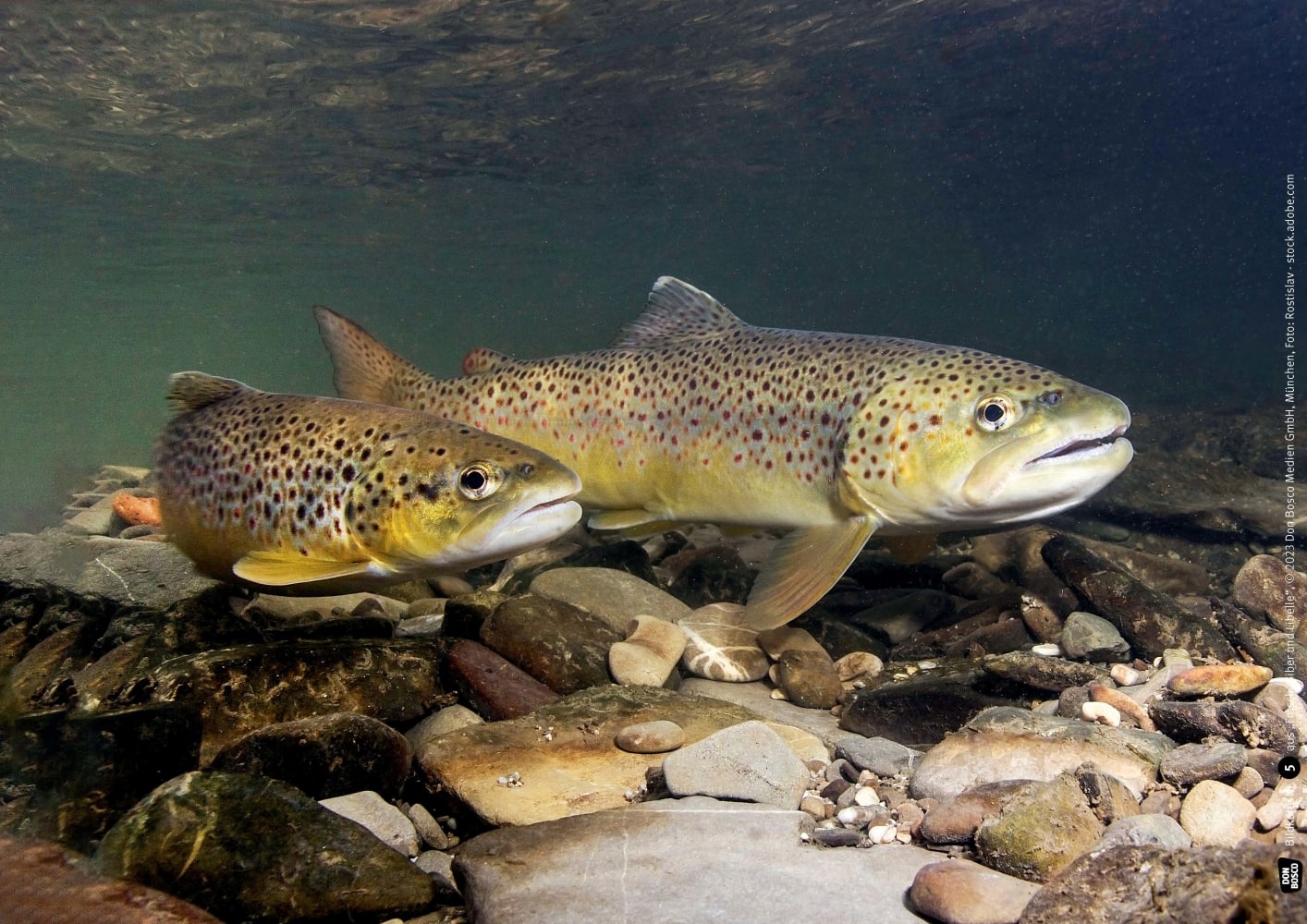 Frosch, Biber und Libelle. Tiere am Wasser. Kamishibai Bildkarten und Memo-Spiel, ab 3 Jahre