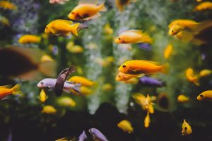 Bunte Cichliden schwimmen in einem Aquarium, umgeben von grünen Pflanzen und einem klaren Wasserhintergrund. Die Fische zeigen eine Vielzahl von Farben, darunter Gelb und Blau.