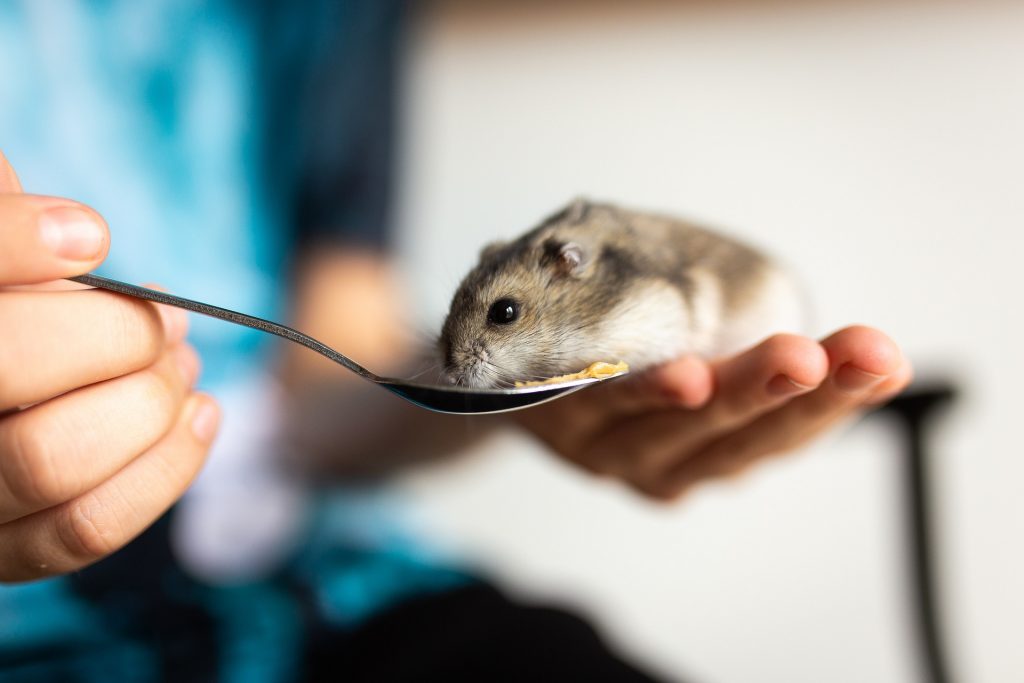 Tiere in der Schule - Spielundlern.de-Blog