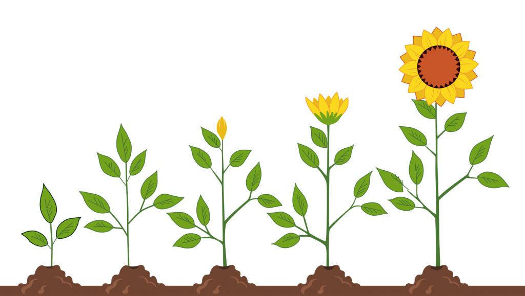 Sonnenblumen in unterschiedlichen Stadien des Wachstums.