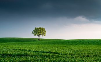 Ein einzelner Baum steht auf einer grünen Wiese unter einem bewölkten Himmel, der eine dramatische Atmosphäre schafft. Die sanften Hügel im Hintergrund betonen die weitläufige Landschaft.