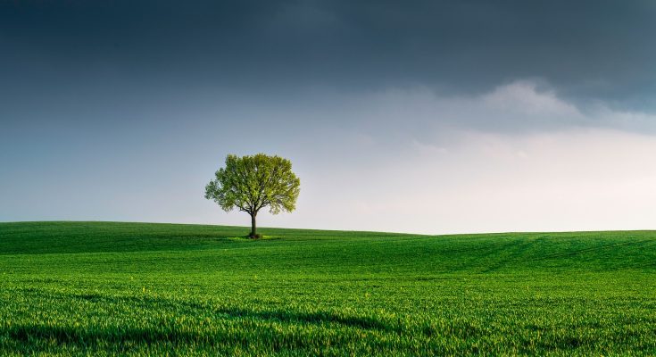 Ein einzelner Baum steht auf einer grünen Wiese unter einem bewölkten Himmel, der eine dramatische Atmosphäre schafft. Die sanften Hügel im Hintergrund betonen die weitläufige Landschaft.